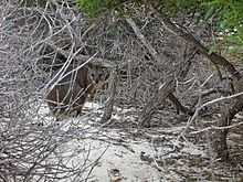 A small macropod crouches amongst a thicket of dead branches.