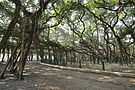 Acharya Jagadish Chandra Bose Indian Botanic Garden - Howrah 2011-01-08 9723.JPG