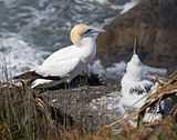 Adult and child Gannet at Muriwai