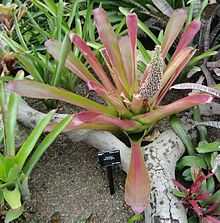 Colour photo of a plant with a dozen long pink and green streaked leaves some of them curled almost into pipes, and one central flower spike with many small white flowers.