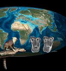 Two molars, one of Afrotarsius (left) and one of Afrasia (right), are compared, with an Eocene map of the globe showing where each came from. In the lower left, a life reconstruction of Afrotarsius is shown.