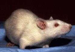 Albino laboratory rat