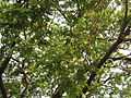 Albizia saman (Raintree) (17).jpg
