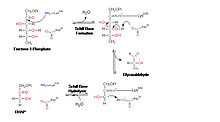 Reaction mechanism for the aldol cleavage of fructose 1-phosphate