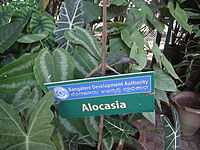 Alocasia from Lalbagh bangalore 2195.JPG