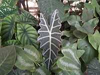 Alocasia from Lalbagh bangalore 2197.JPG