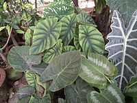 Alocasia from Lalbagh bangalore 2198.JPG