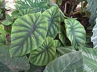 Alocasia from Lalbagh bangalore 2199.JPG