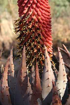 Aloe peglerae02.jpg