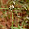 Alternanthera sessilis W IMG 3422.jpg