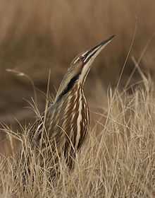 American-Bittern-01-web.jpg