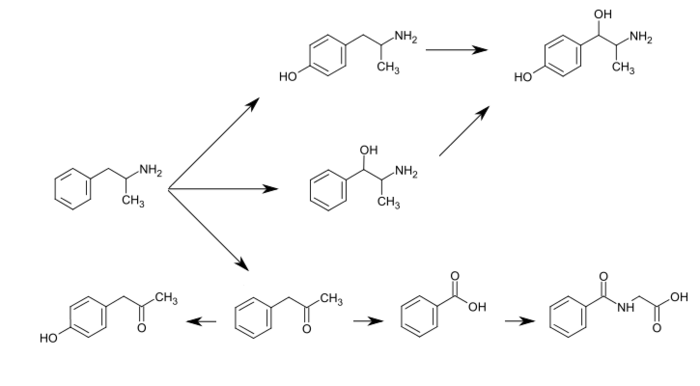 Graphic of several routes of amphetamine metabolism