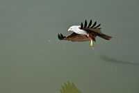 An eagle at Lalbagh Lake, Bangalore India.jpg