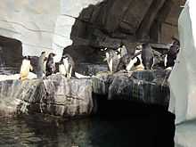 Penguins standing on a rocky shelf