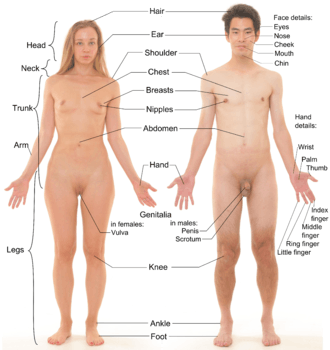 Photograph of an adult female human, with an adult male for comparison.  Note that both models have partially shaved body hair.