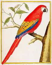 An illustration of a macaw with orange-red tail, back and breast feathers, and mauve, blue and yellow wings. It sits on a tree branch facing right.