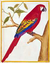 An illustration of a macaw with red tail feathers, red back and breast feathers, and blue and yellow wing tips. It sits on a tree branch facing right.