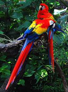 Two macaws sitting in a tree; both have red head and upper body feathers, yellow midsection feathers, blue lower body and wing tip feathers, and predominantly-red tails with blue streaks.