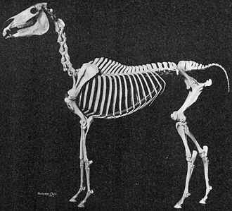 A defleshed skeleton of a horse put together in a standing position.