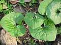 Asarum canadense.jpg