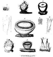 Ten numbered black and white sketches of various structures, including: cup-shaped objects, some with hairs, some with open tops and some closed; lines resembling thin filaments