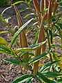 Asclepias tuberosa 004.JPG