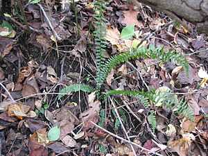 small green fern, some fronds flat and some upright and arched