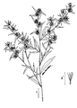 Aster lateriflorus.png