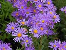 Asteraceae - Aster amellus.JPG