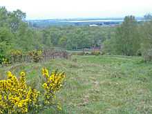 View over uneven country from high ground. In the nearground is some Gorse, inevitably in flower.  Down the slope in the midground are the crowns of many trees, in shades of light green.  Hazily seen in the far distance the plain between Scunthorpe and Doncaster appears dark blue.