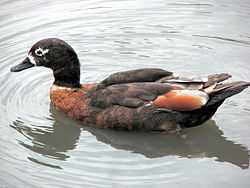 Female Australian shelduck swimming