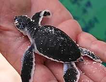 Photo of newly hatched turtle held in human hand