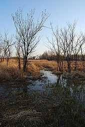 Wetlands