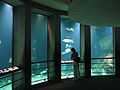 Baltimore Aquarium - Big tank.jpg