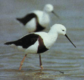 Banded Stilts.png