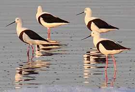 Group of four banded stilts standing in shallow water