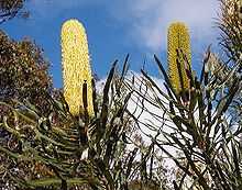 a yellow cylindrical flower spike emerging from dark green foliage on the left, and a greenish cylindrical flower spike emerging from dark green foliage on the right