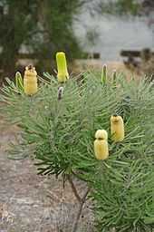 a cylindrical flower spike nestled among green narrow leaves