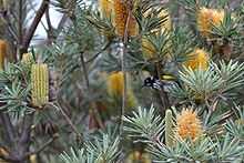 A small black, white and yellow songbird feeds on one of several cylindrical golden flower spikes partly hidden by foliage.