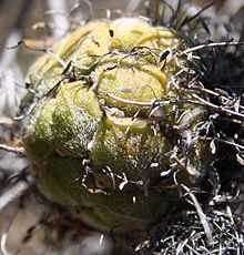 a globular old flowerhead, now mostly made up of greenish developing seed pods