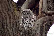 an owl in a tree