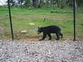 Bear at Nemacolin Woodlands (175482630).jpg