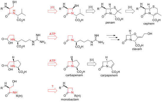 Overview of biosynthetic routes to the different classes of β-lactam compounds.