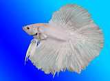 Betta fish white.jpg