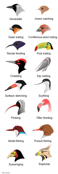  Illustration of the heads of 16 types of birds with different shapes and sizes of beak