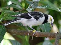 Black Collared Starling RWD4.jpg