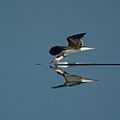 Black Skimmer (5005683576).jpg