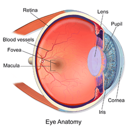 Blausen 0389 EyeAnatomy 02.png