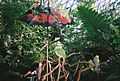 Bloedel exotic birds.jpg