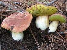 A group of three mushrooms with reddish-brown caps, bright yellow porous undersides, and thick white stipes. They are growing on the ground in dirt covered with pine needles.